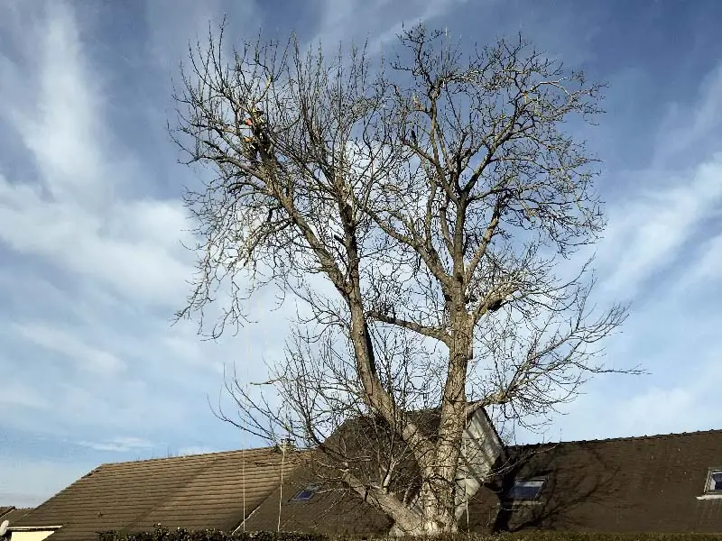 elagage d'un arbre 77