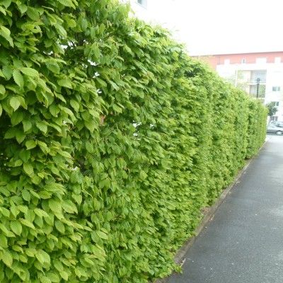 charmille ou charme commun