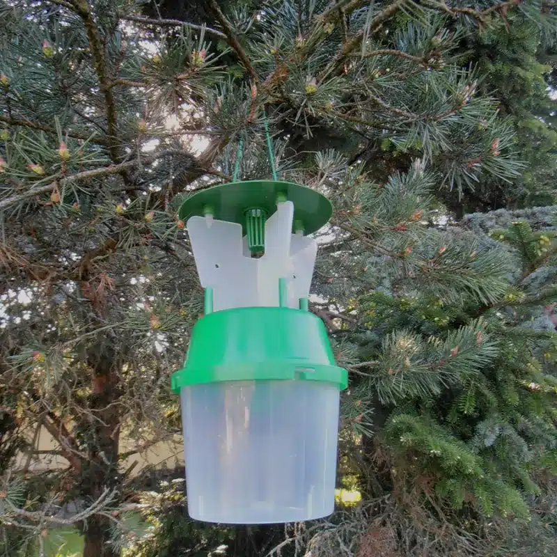 Pièges à phéromones qui attirent et capturent les papillons mâles afin de limiter les pontes