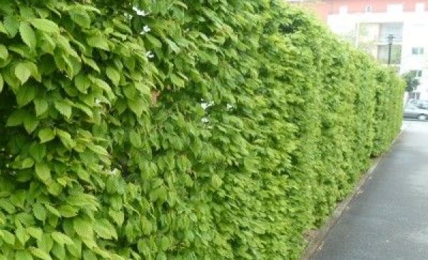 charmille ou charme commun