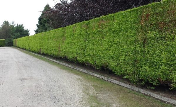 taille de haie de thuya