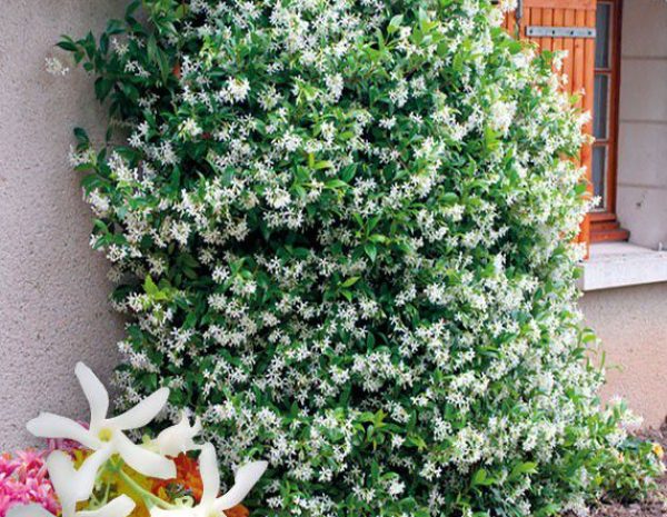 jasmin etoilé ou faux jasmin