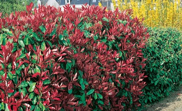 Photinia rouge red robin
